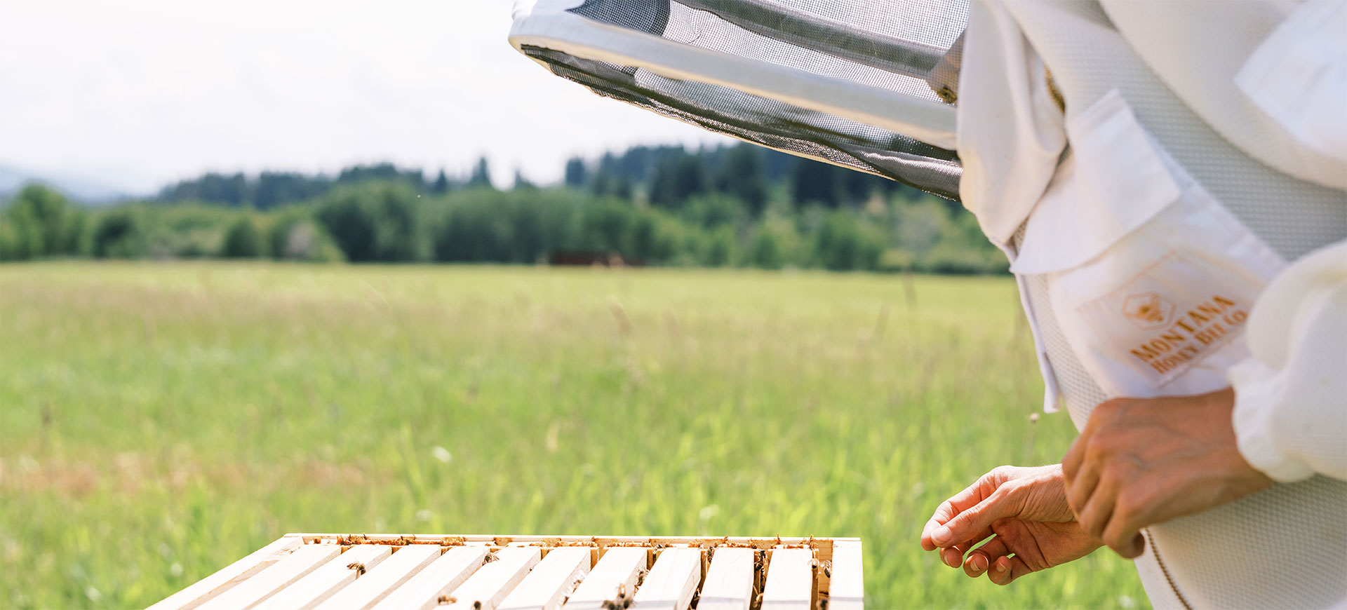 A working bee hive.